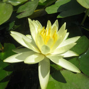 Nymphaea ‘Colonel A J Welch’ | ‘Colonel A J Welch’ water lily